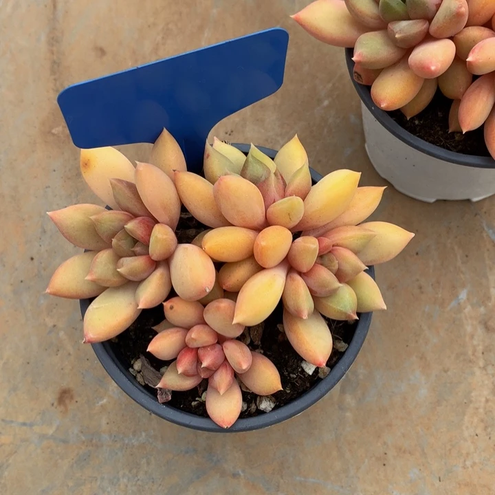 多日子合集72772727727