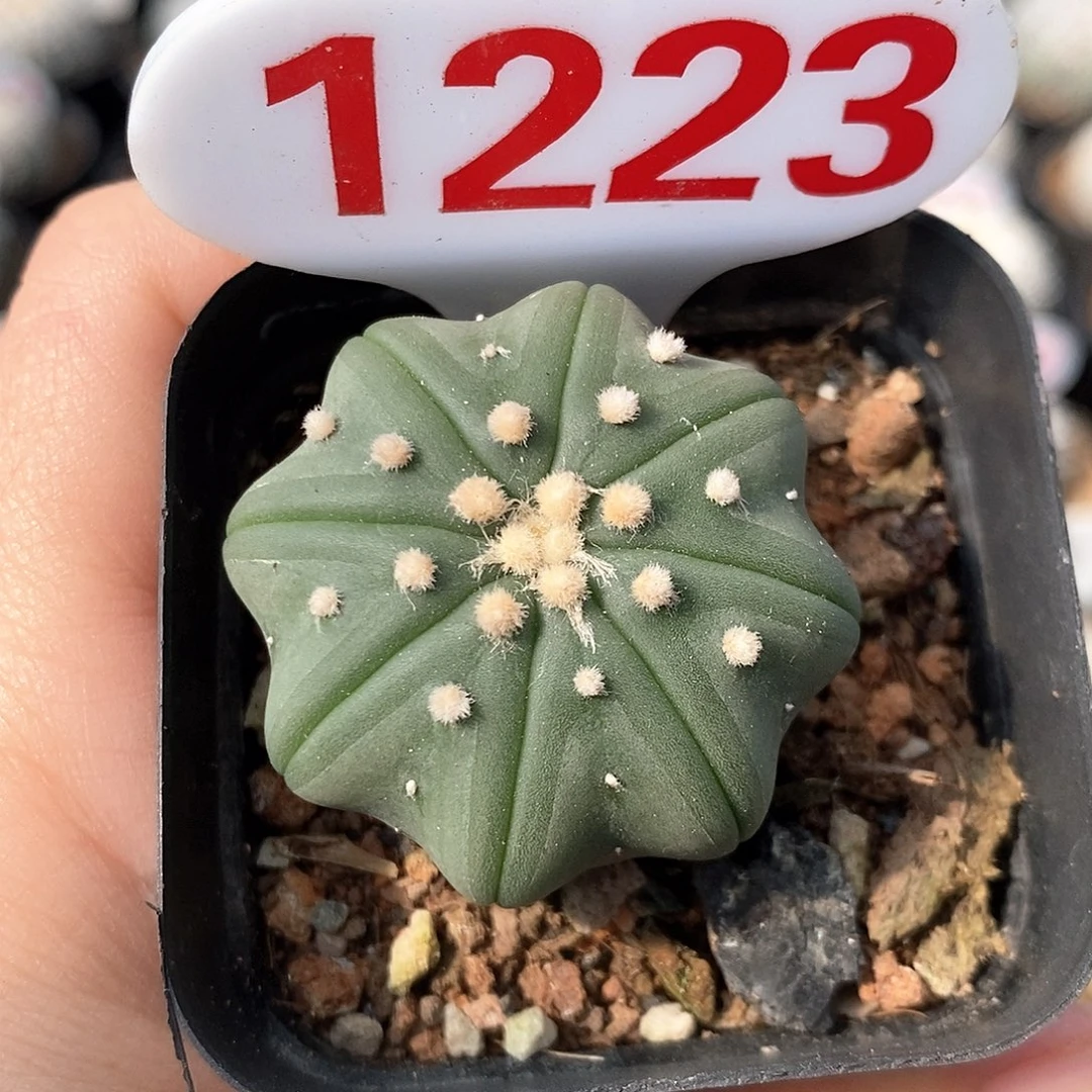 1223琉璃海星福利来