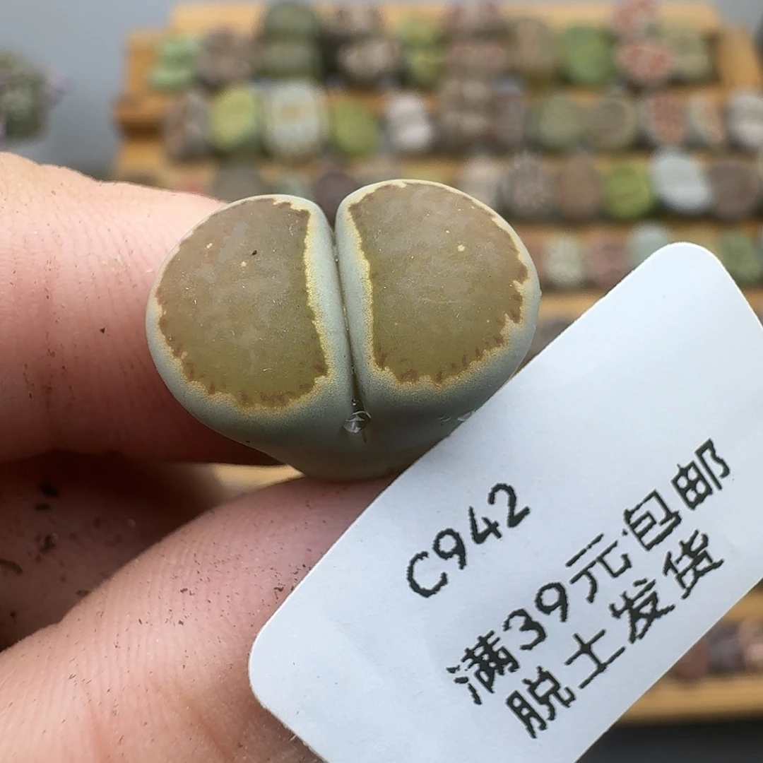 942多肉哈哈哈哈哈哈哈