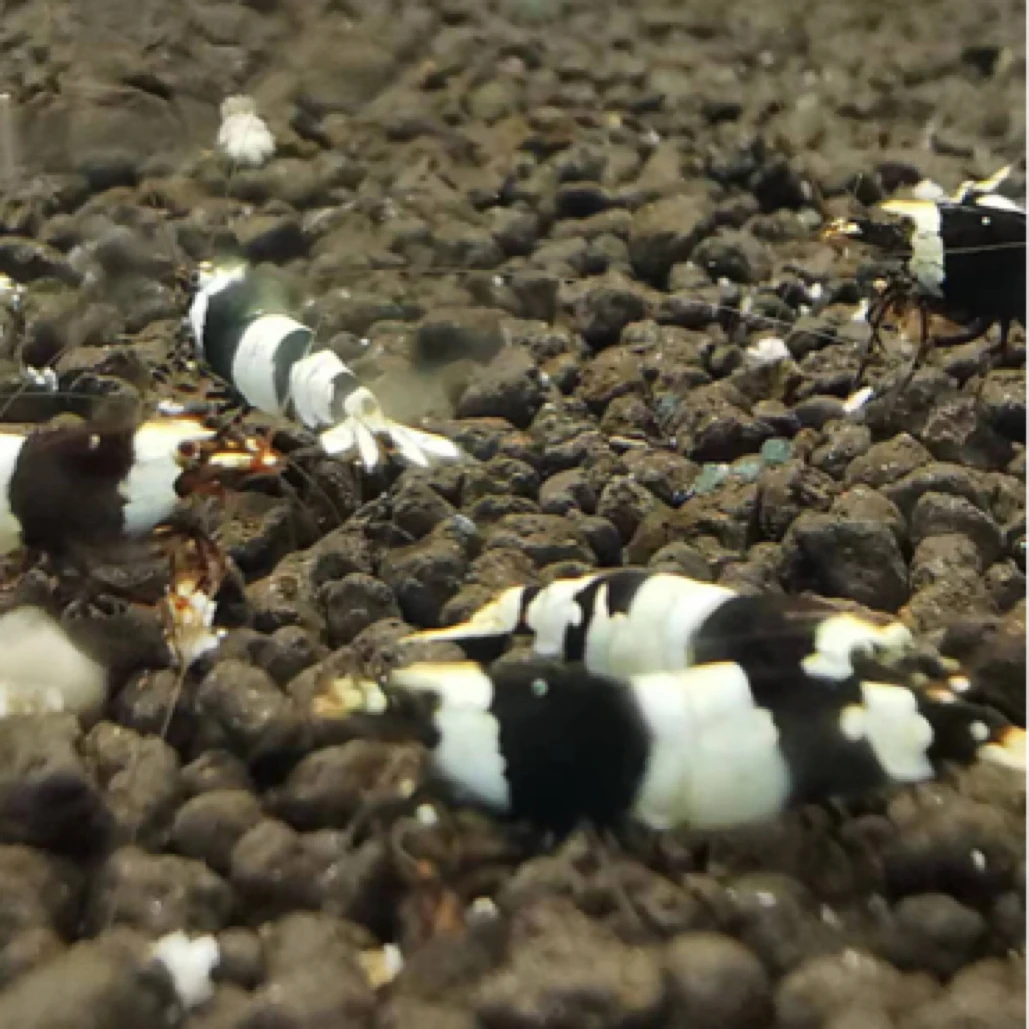 纯血厚甲黑白水晶虾草缸除藻虾观赏虾淡水虾