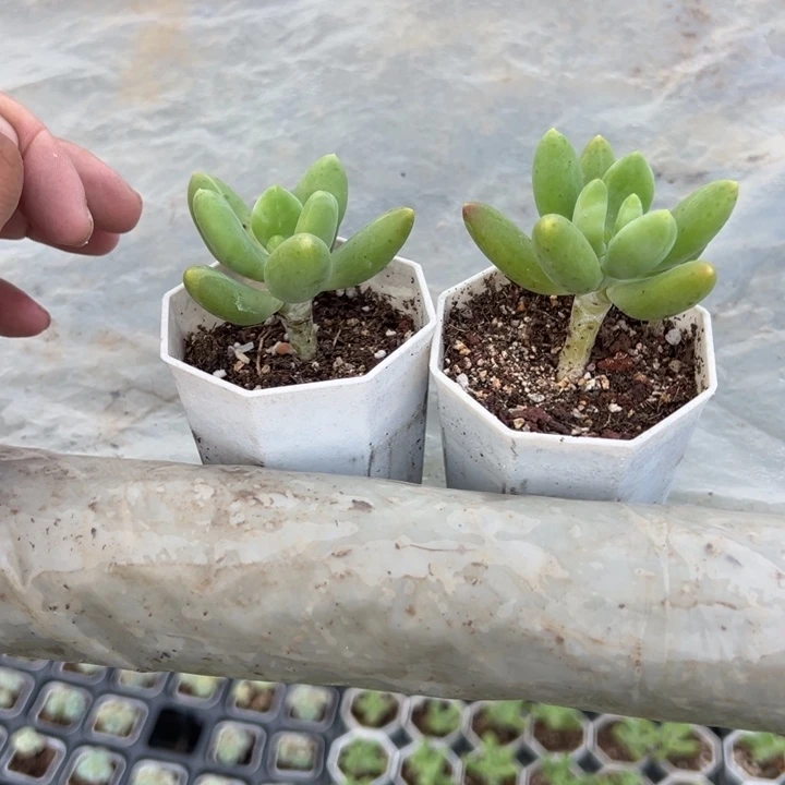 芒果奶一盆量拍多肉满20元包邮满26送一颗