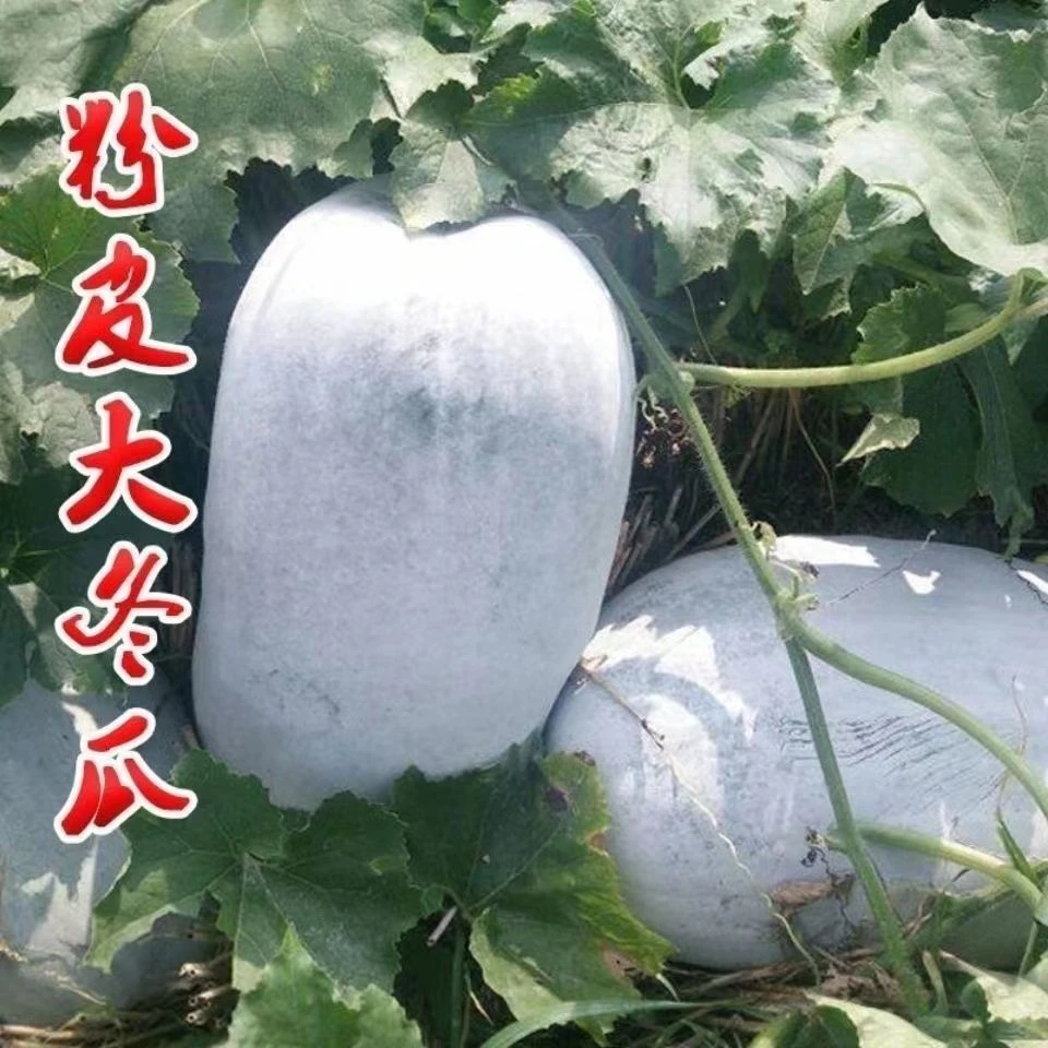 春播】大粉皮冬瓜种子春秋四季播绿色蔬菜籽南北方种植粉皮巨型冬