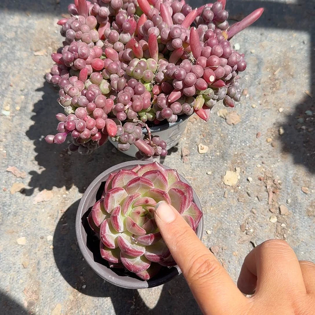 风***曳夜魔侠➕紫萱月多肉植物