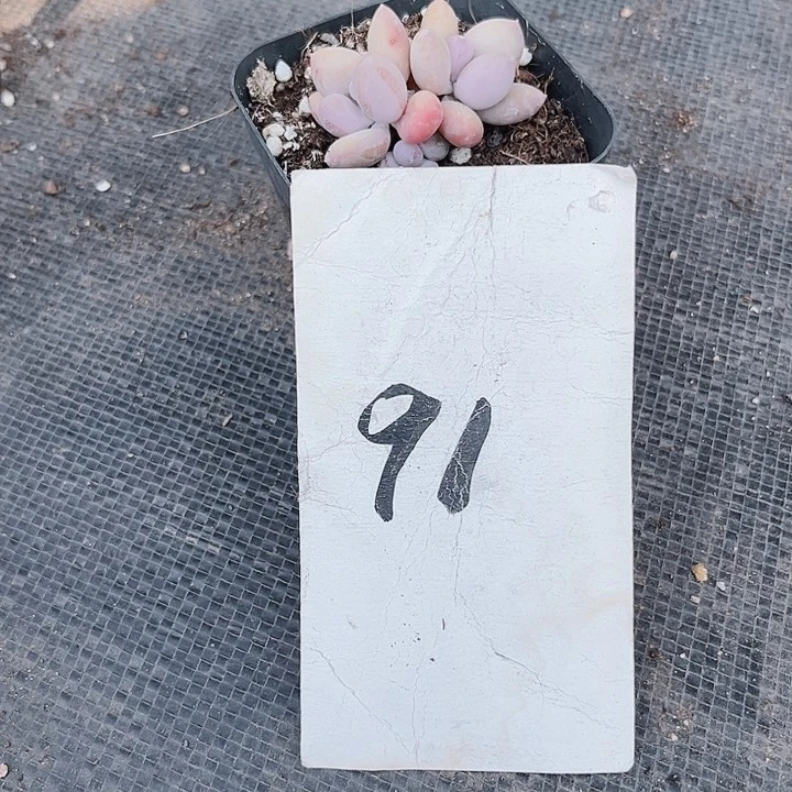 百****佳91密密麻麻密密麻麻吗