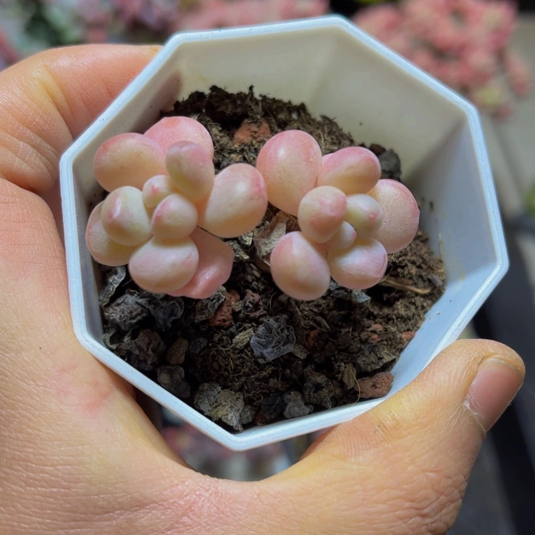 517萤火虫5厘米多肉