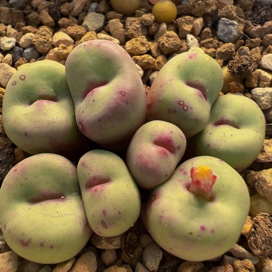 80多肉植物百科植物