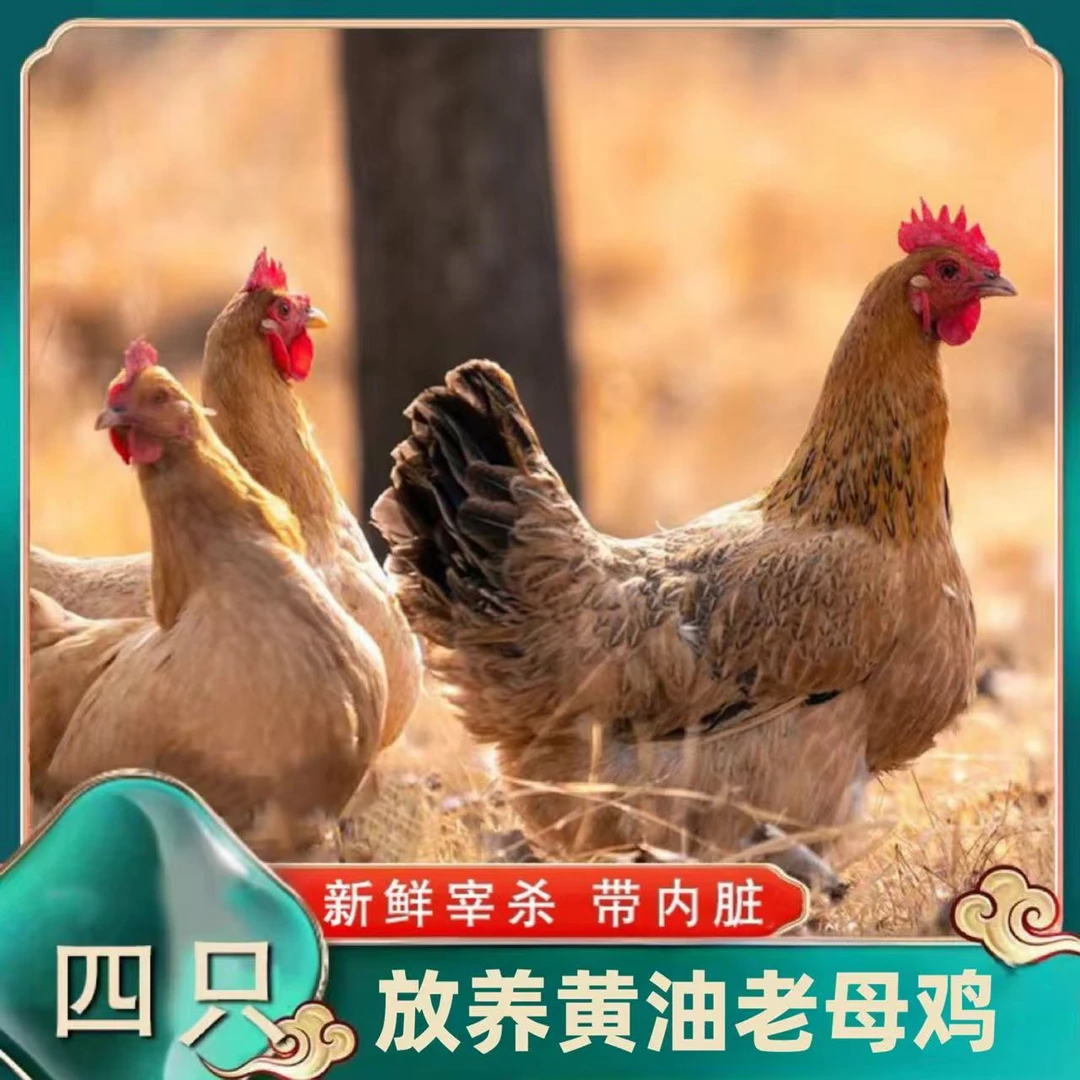 【老潘家】放养2年黄油老母鸡 新鲜宰杀 带内脏 4只净重10斤