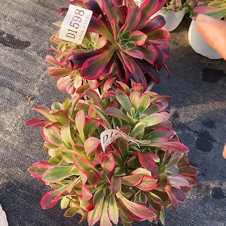 1598、1825美杜莎夜罗刹母本2颗