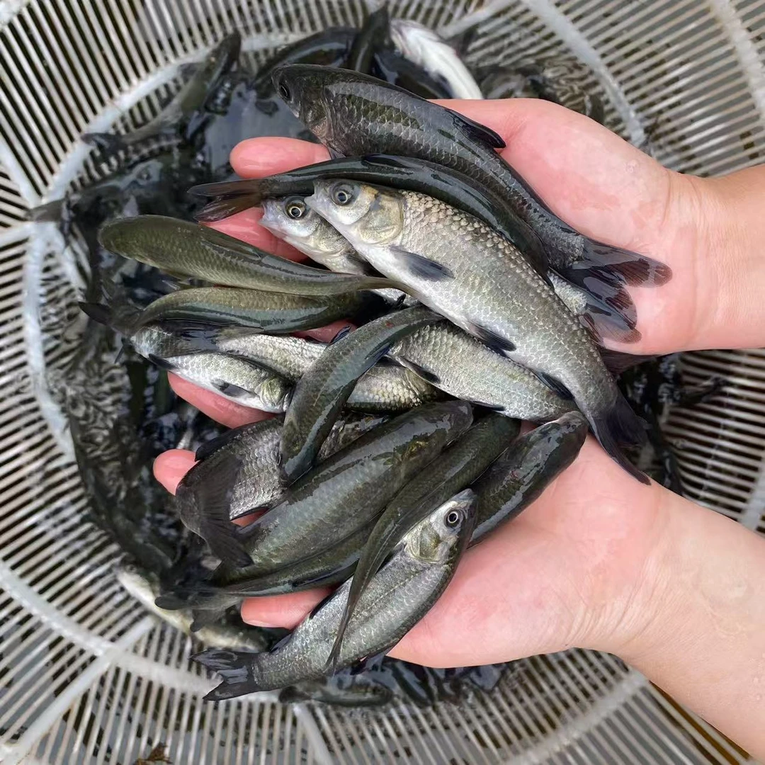 青鱼观赏鱼水族活体青鱼淡水养殖重庆发货