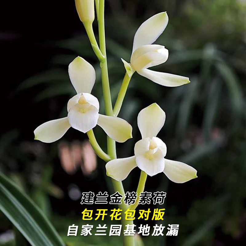 兰花直播建兰【金榜素荷】花卉绿植盆栽兰草四季香花卉批发阳台盆景
