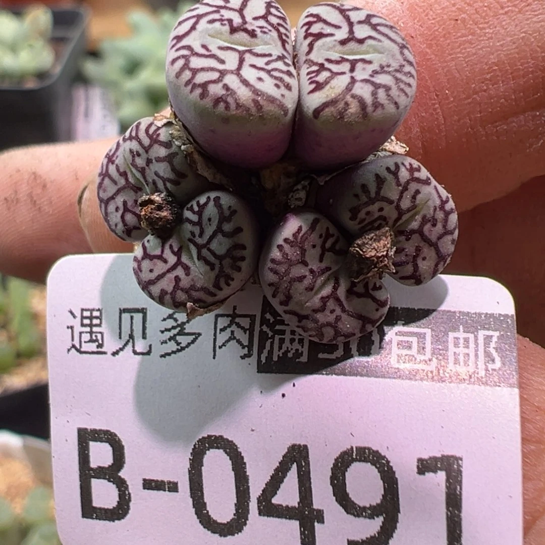 多肉植物111111111111