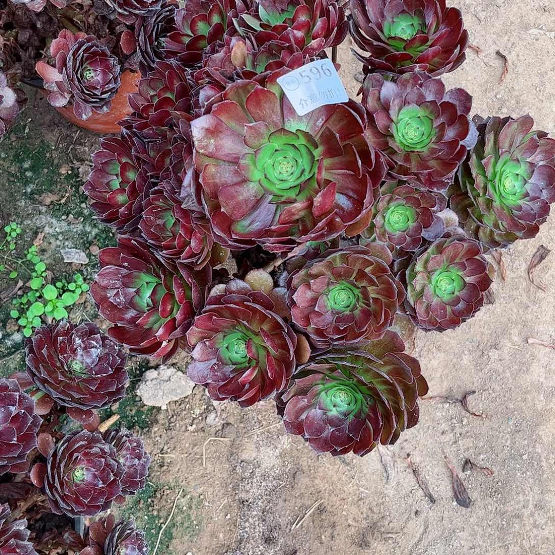 无花朵多肉植物596