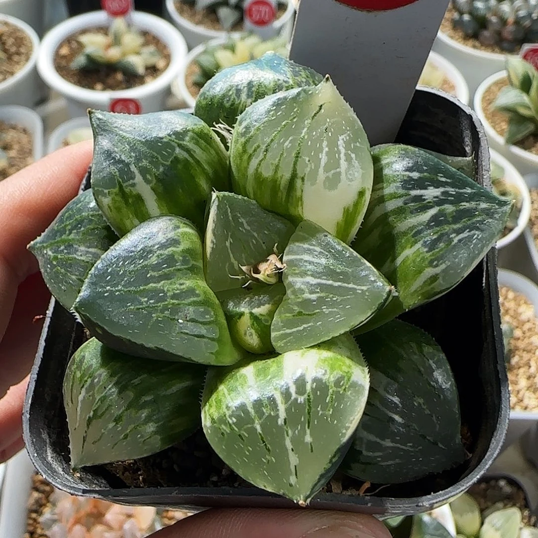 258号日月潭实生锦一物一拍带盆土