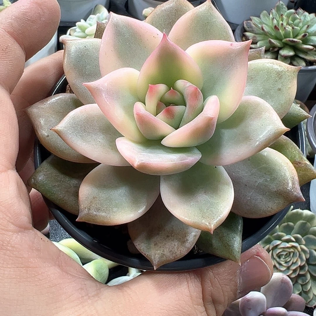 卡梅拉锦 小方花圃一物一拍