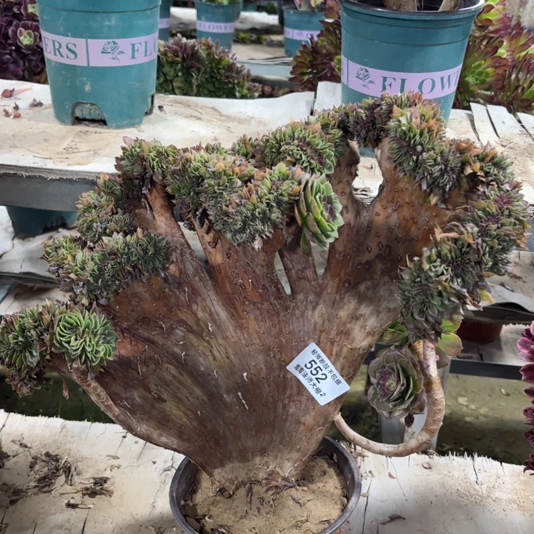 552万圣节缀化特价多肉植物法师