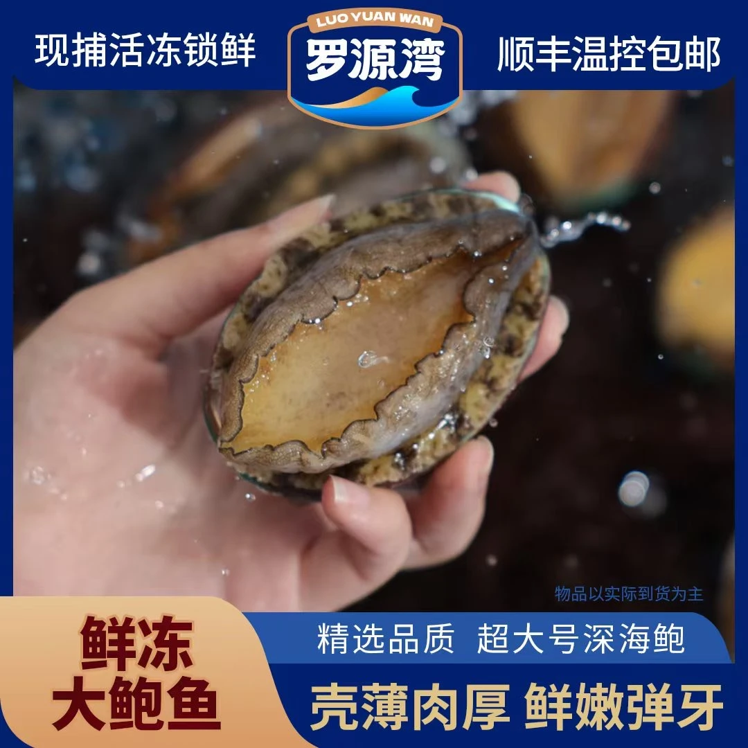 【鲍小鲜】福建罗源湾8-10头6cm左右速冻液氮锁鲜生态九孔鲍鱼