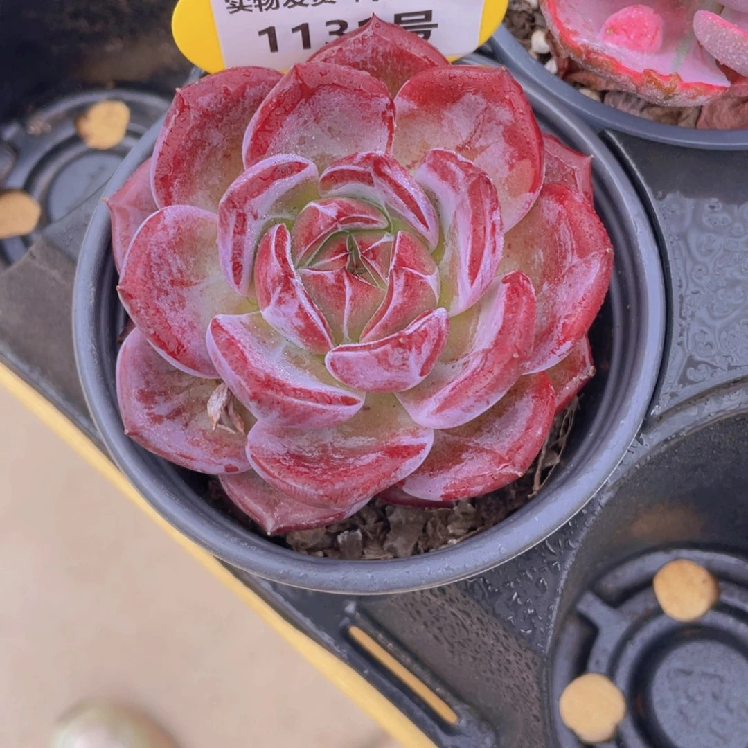 1131号 宽叶全状态夜魔侠