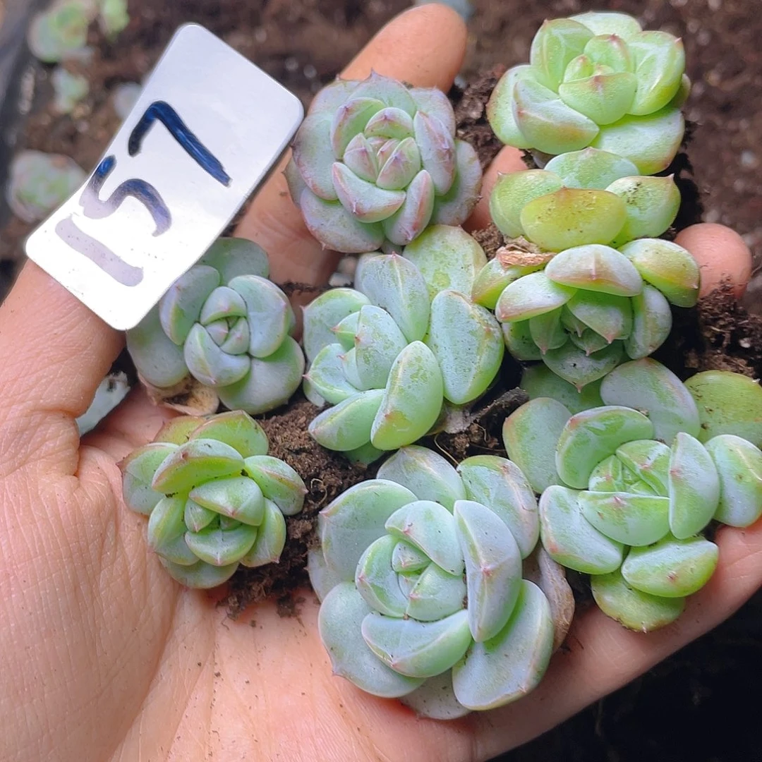 多肉植物多肉植物157