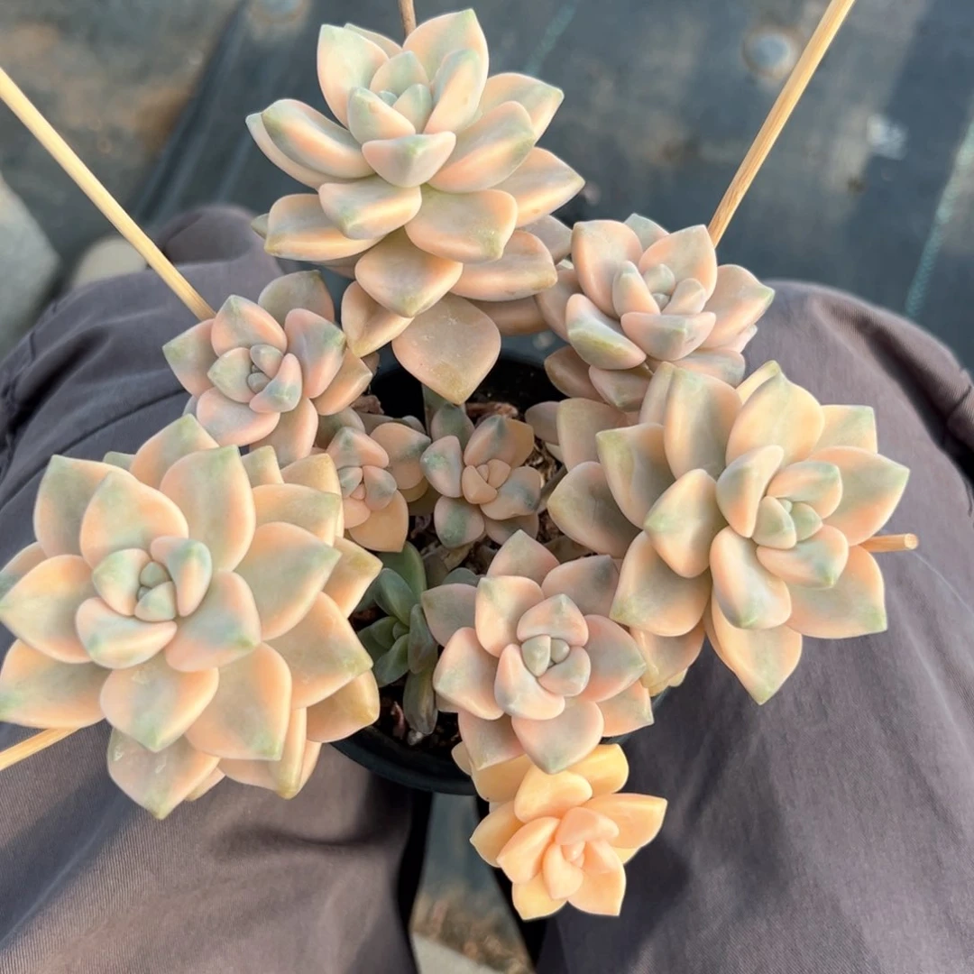 无花朵美杏锦1111111111