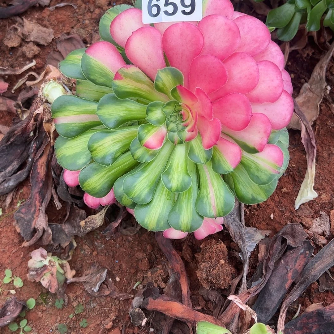 精品多肉植物659知否