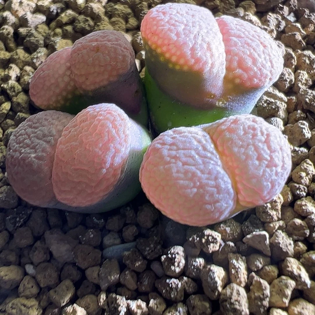 王*特。  粉绒窗。