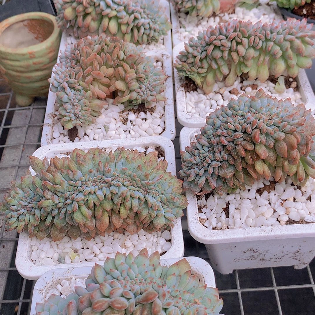 石榴籽缀化捡漏3567899et