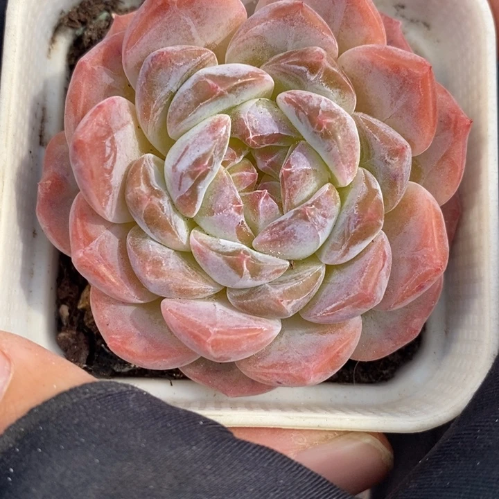 1202-609，粉魄多肉