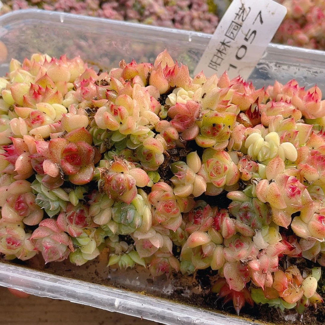 暖***圆多肉植物多肉植物1057