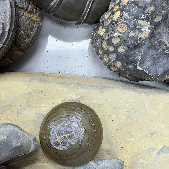 鉴***源石材龟纹石付去吧哥