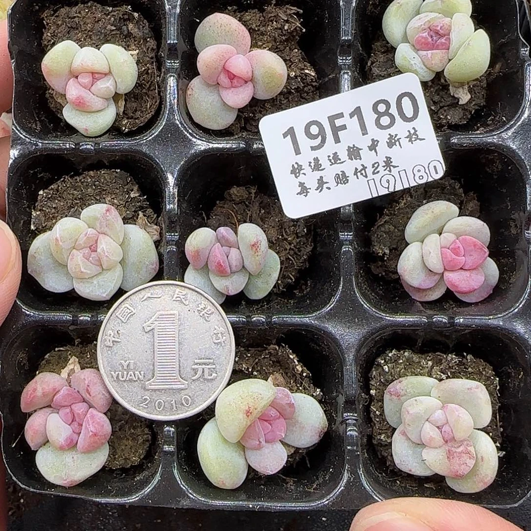 180九棵白体冰玉石化2厘米左右带紫色锦