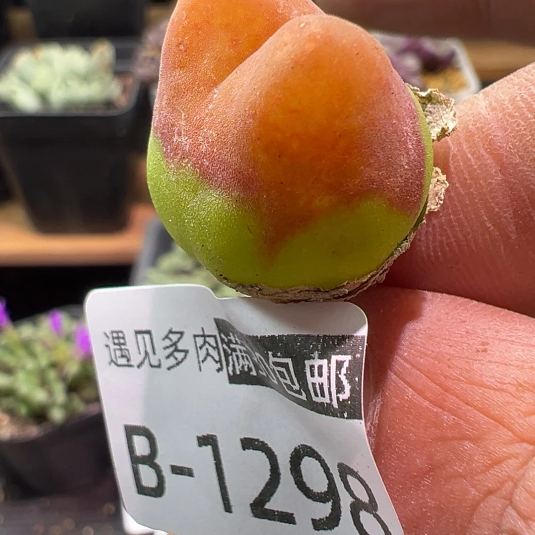 多肉植物1111111111111