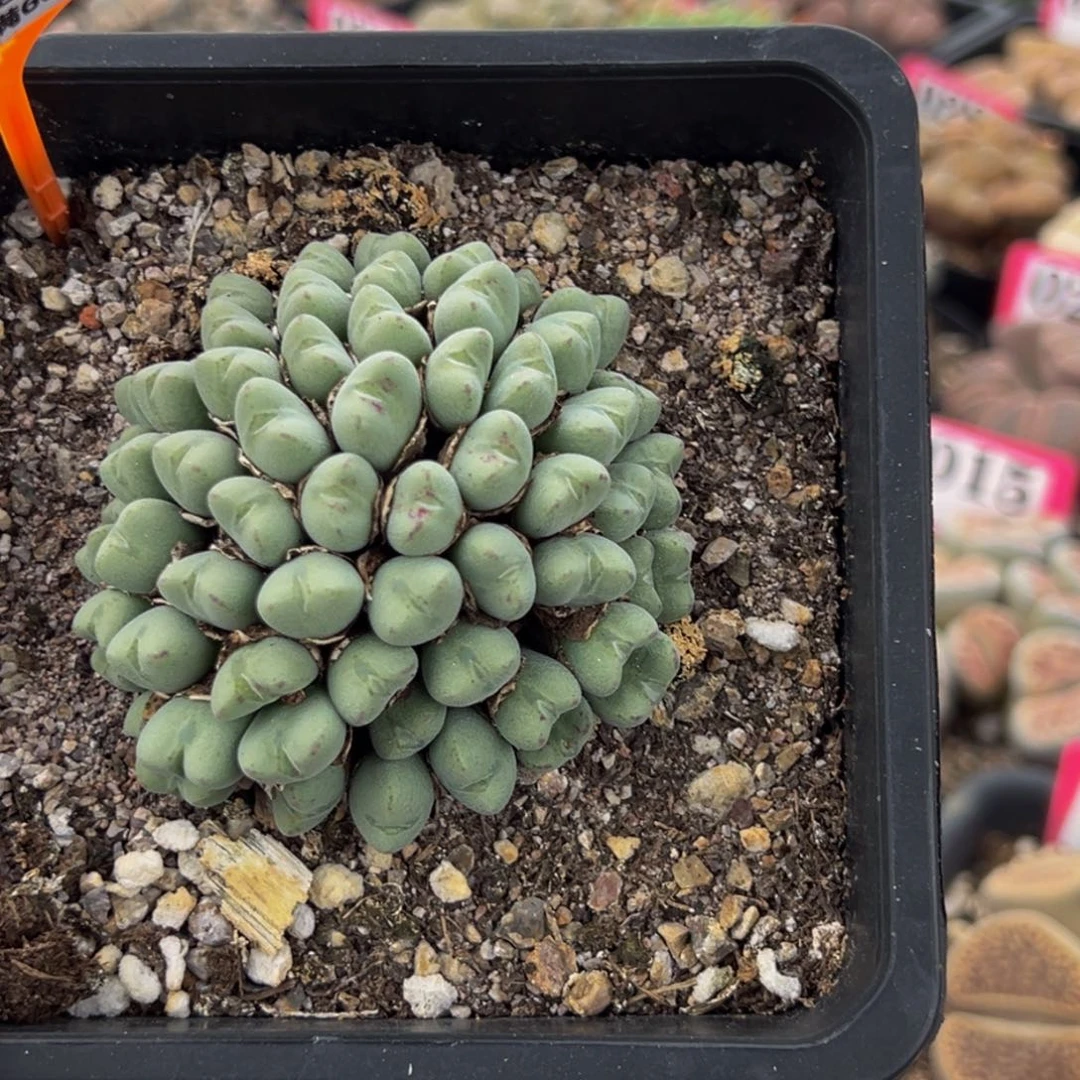 327 一物一拍，默认有伤，介意勿拍，不退不换