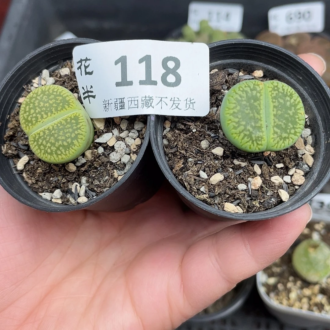 1180000000花花花花花花花花花