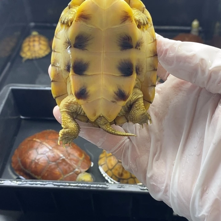 母宠物龟8厘米全品母