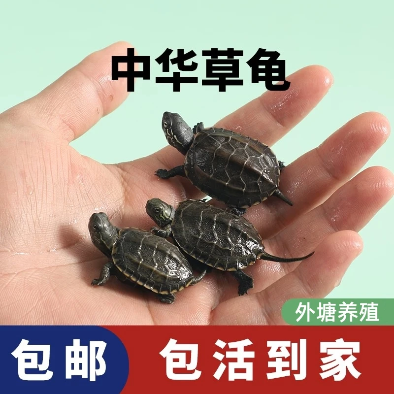 2-3厘米10只中华草龟苗金线草龟宠物认人龟苗大苗【包邮包活到家】