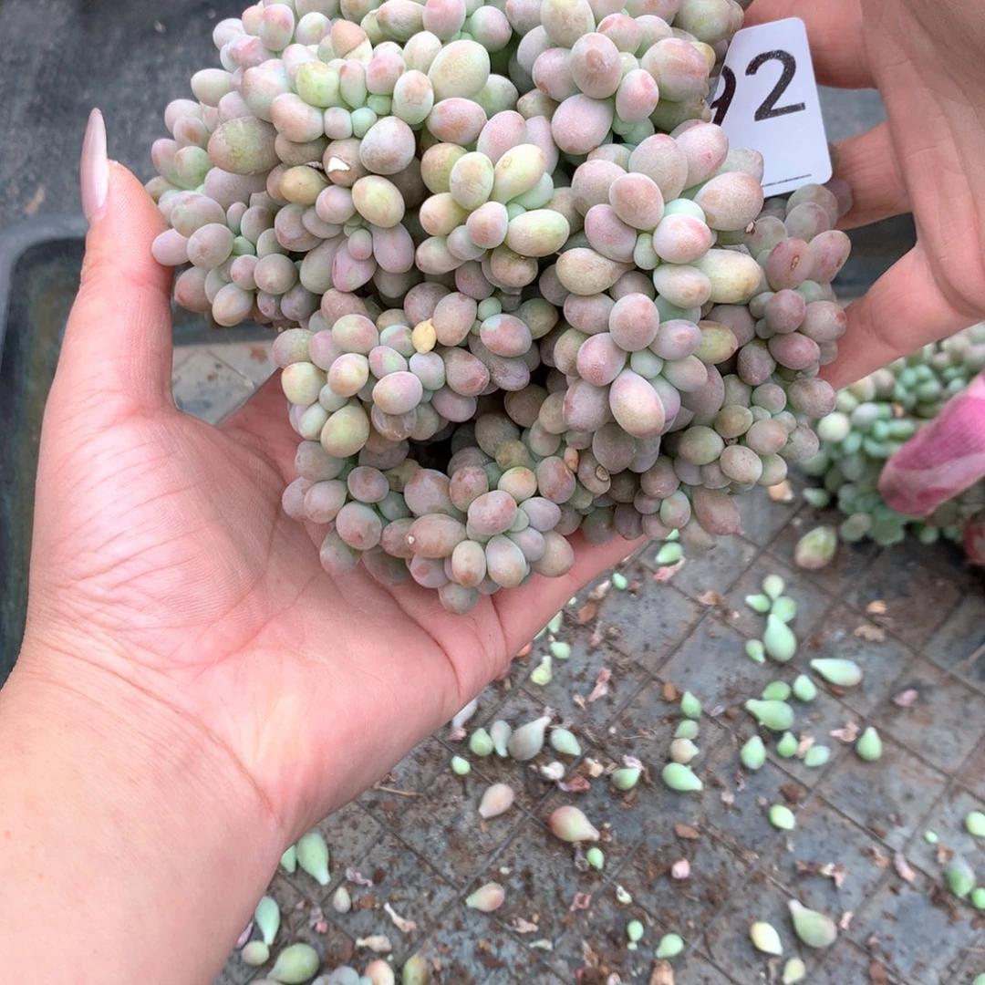 # 392 不拍冷链不售后