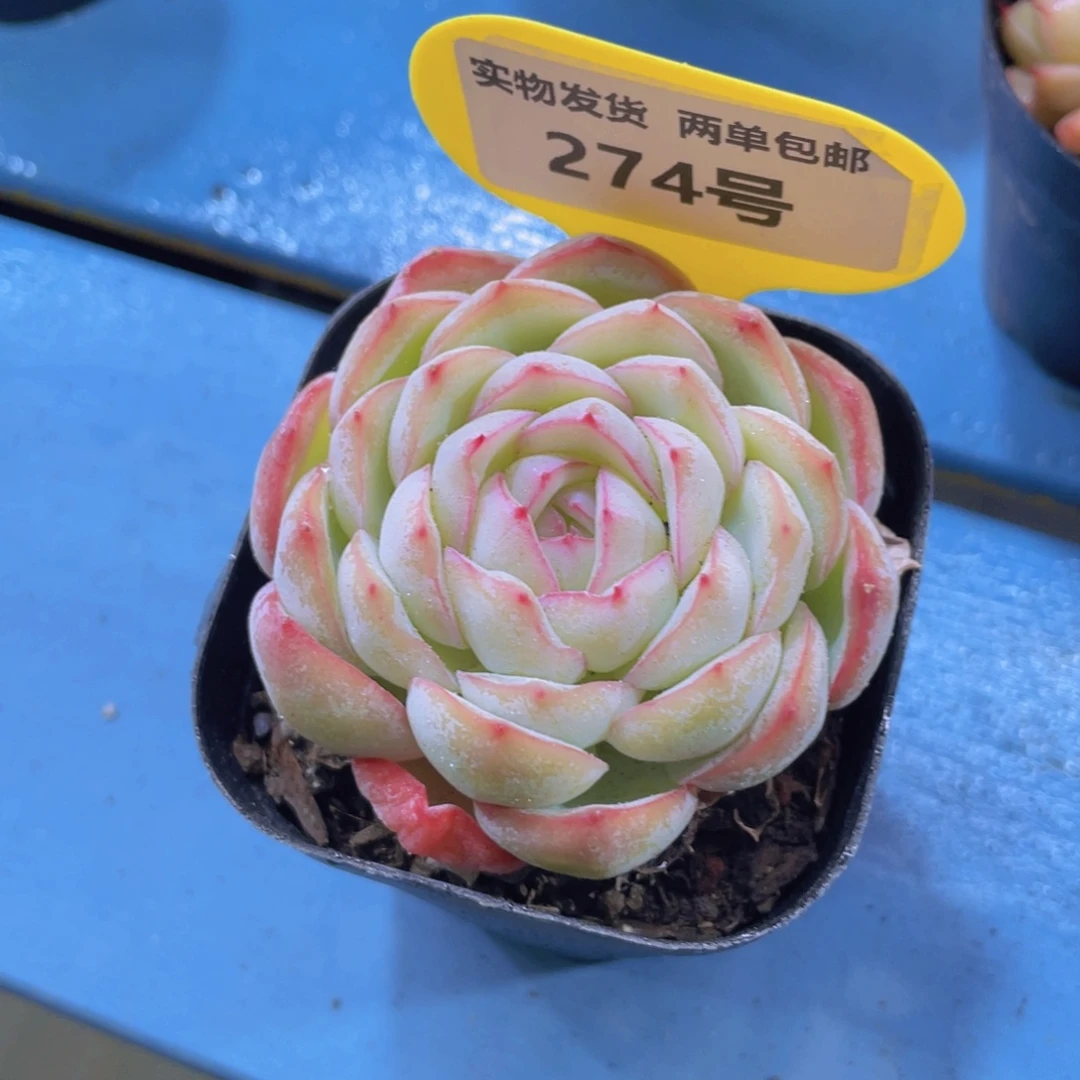 274号孤品美肉一个