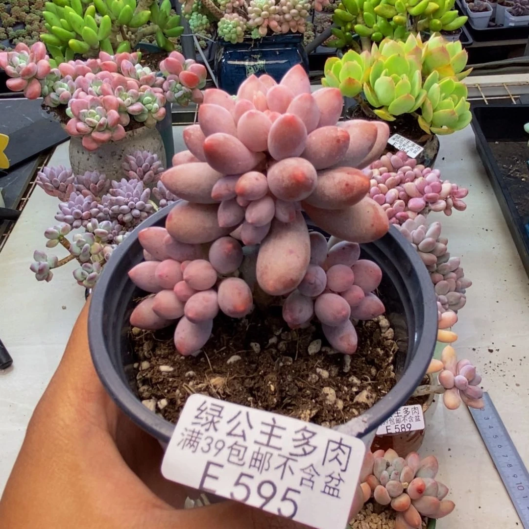 595香水手指奶多肉7c m