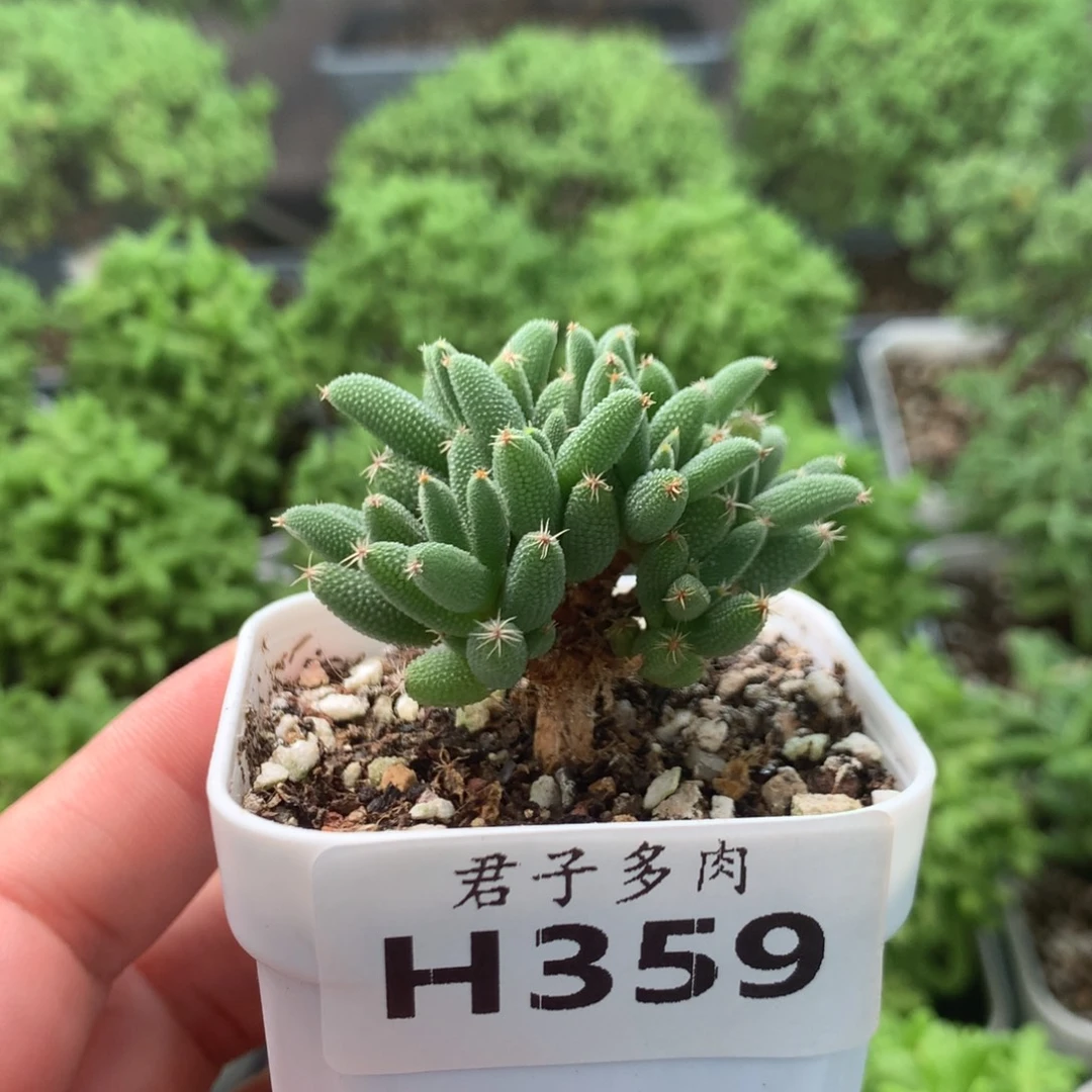 359玉米。