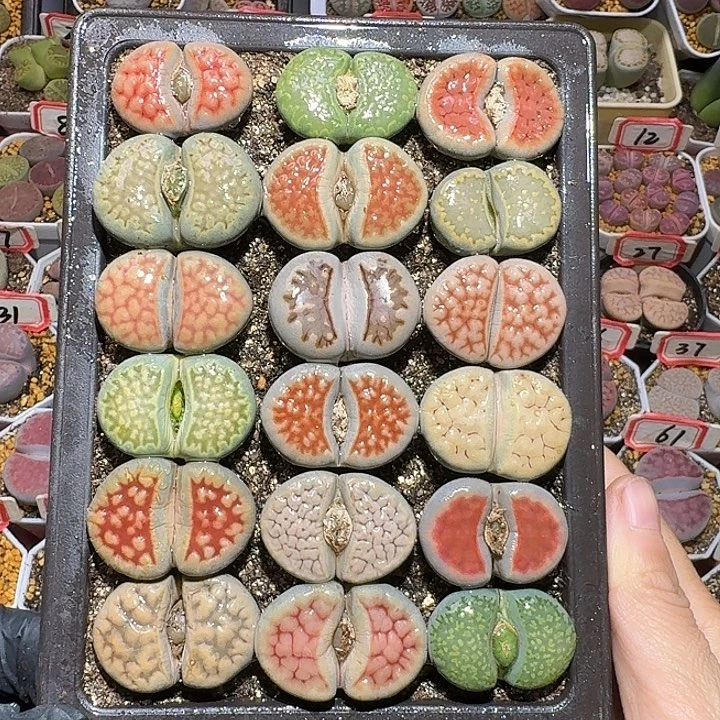 林***o生石花11112222。  裸根带盆土。 133