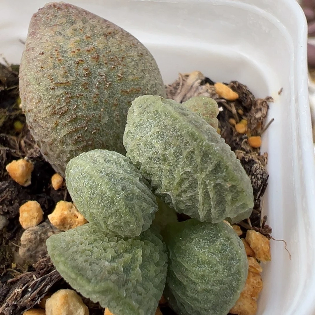 实生新品大苗多肉植物水泡