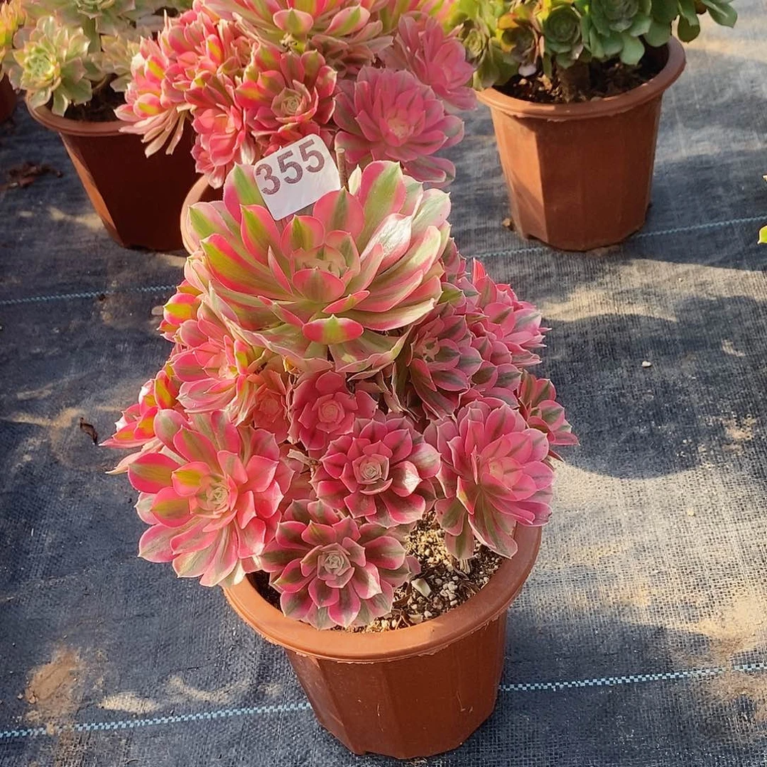 灰***忆355粉女巫补差价植物