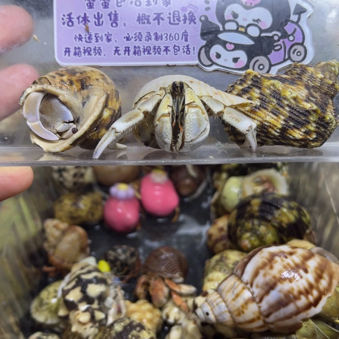 灰白10不理不拉20包活到家