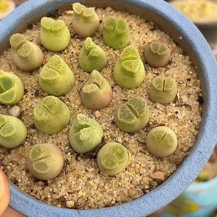 蜡笔小新一颗 买2送1