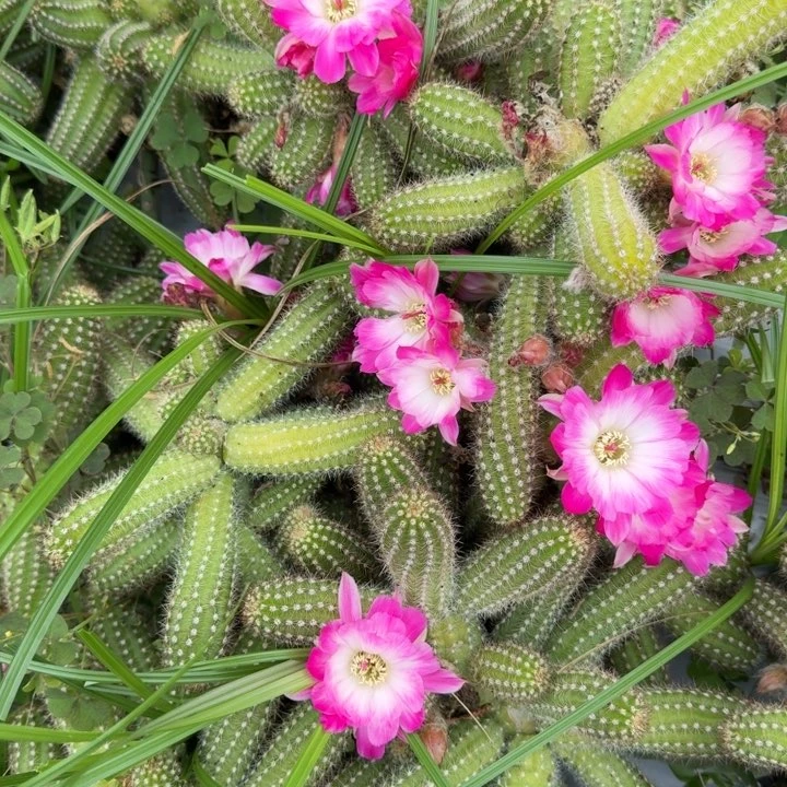 白檀仙人掌1124侧芽一个