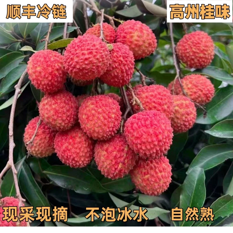 【顺丰冷链陆运】桂味荔枝新鲜现摘广东茂名高州荔枝现发当季水果