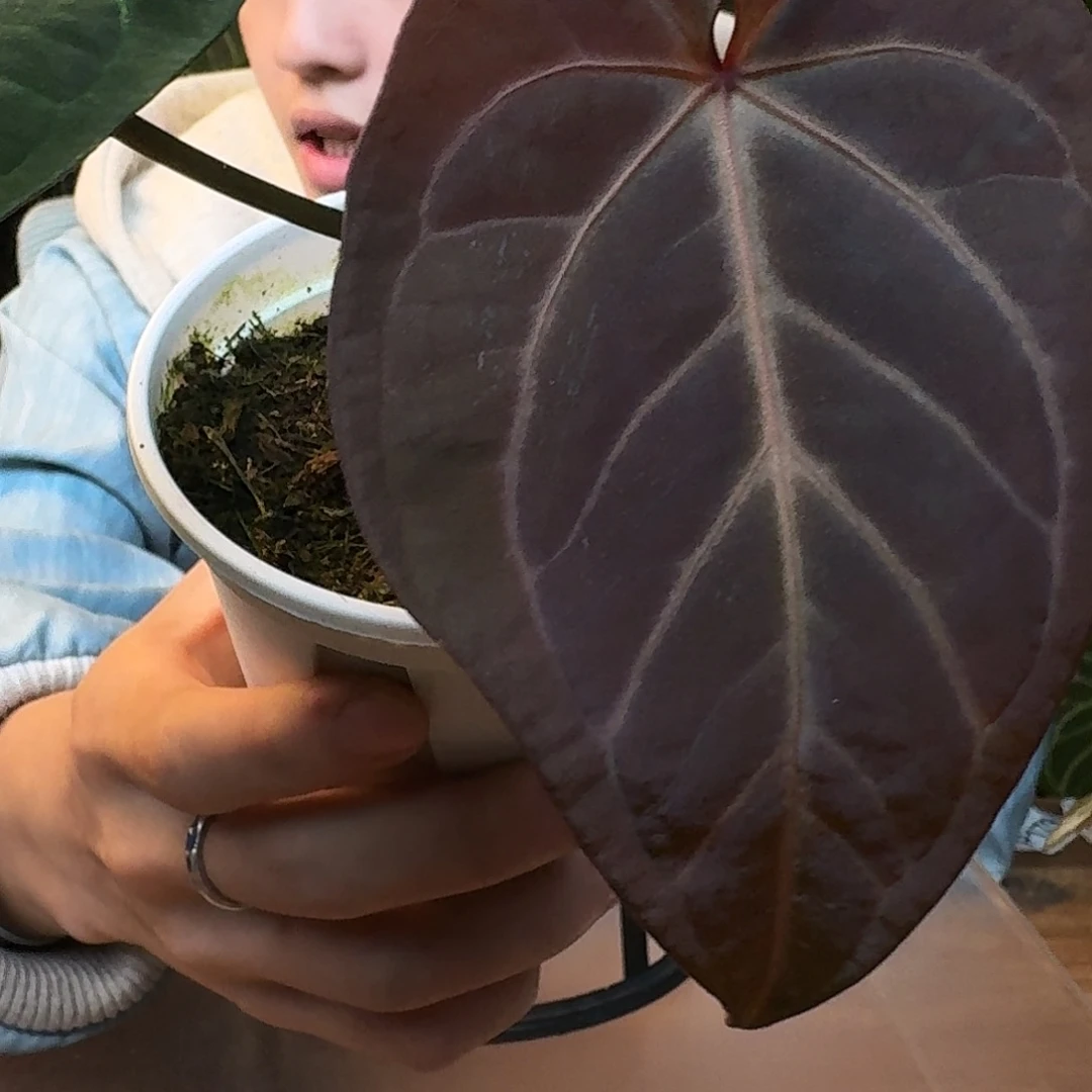 完全开放H176神奇男孩杂细脉撕裂纹