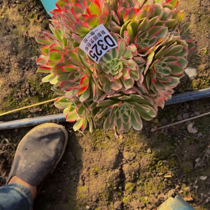 孔雀翎花25-14包邮花花