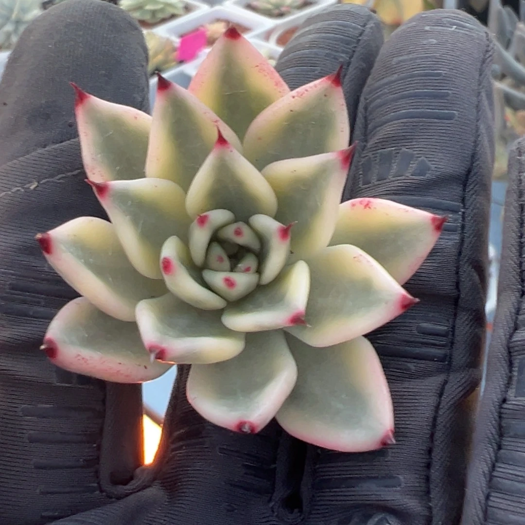 幽鬼东云锦白锦，覆轮锦砍头无根