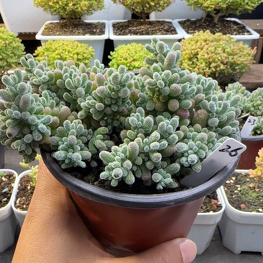 冰晶枝干番杏。。。。